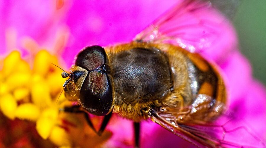 ape-su-fiore-900x500 Wild Photo